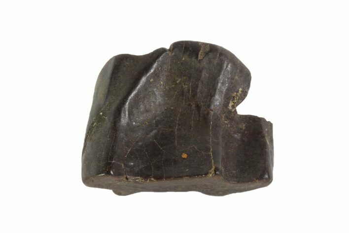 Triceratops Shed Tooth - Montana #93084